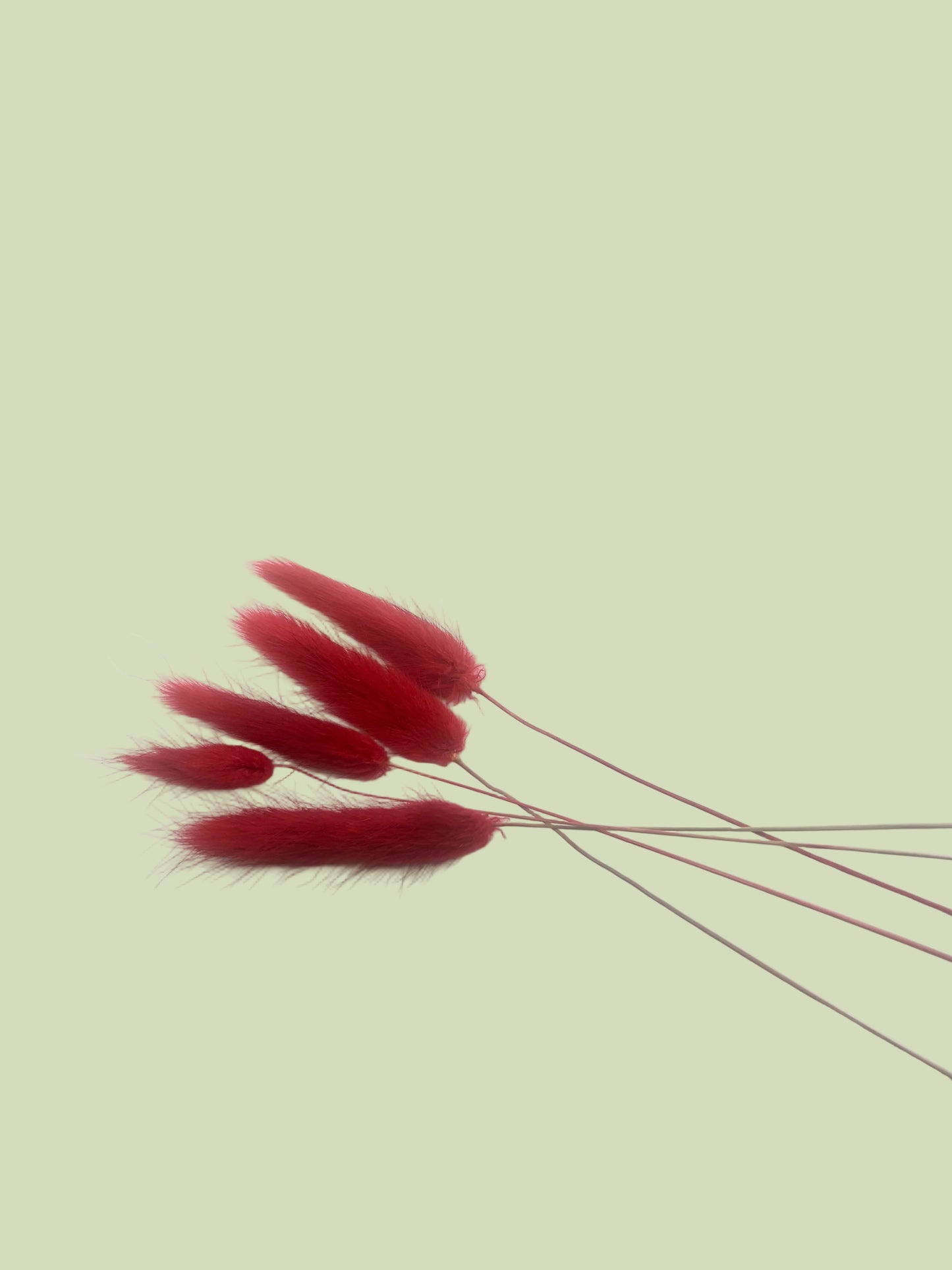 Bunny Tails- Deep Red