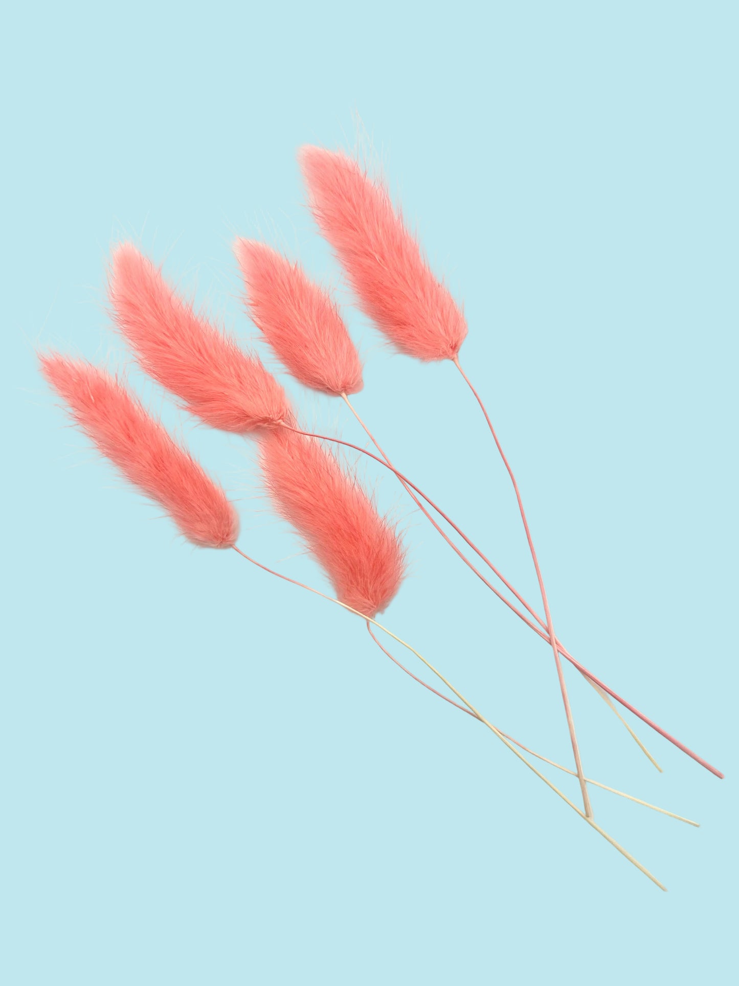 Bunny Tails- Watermelon Pink