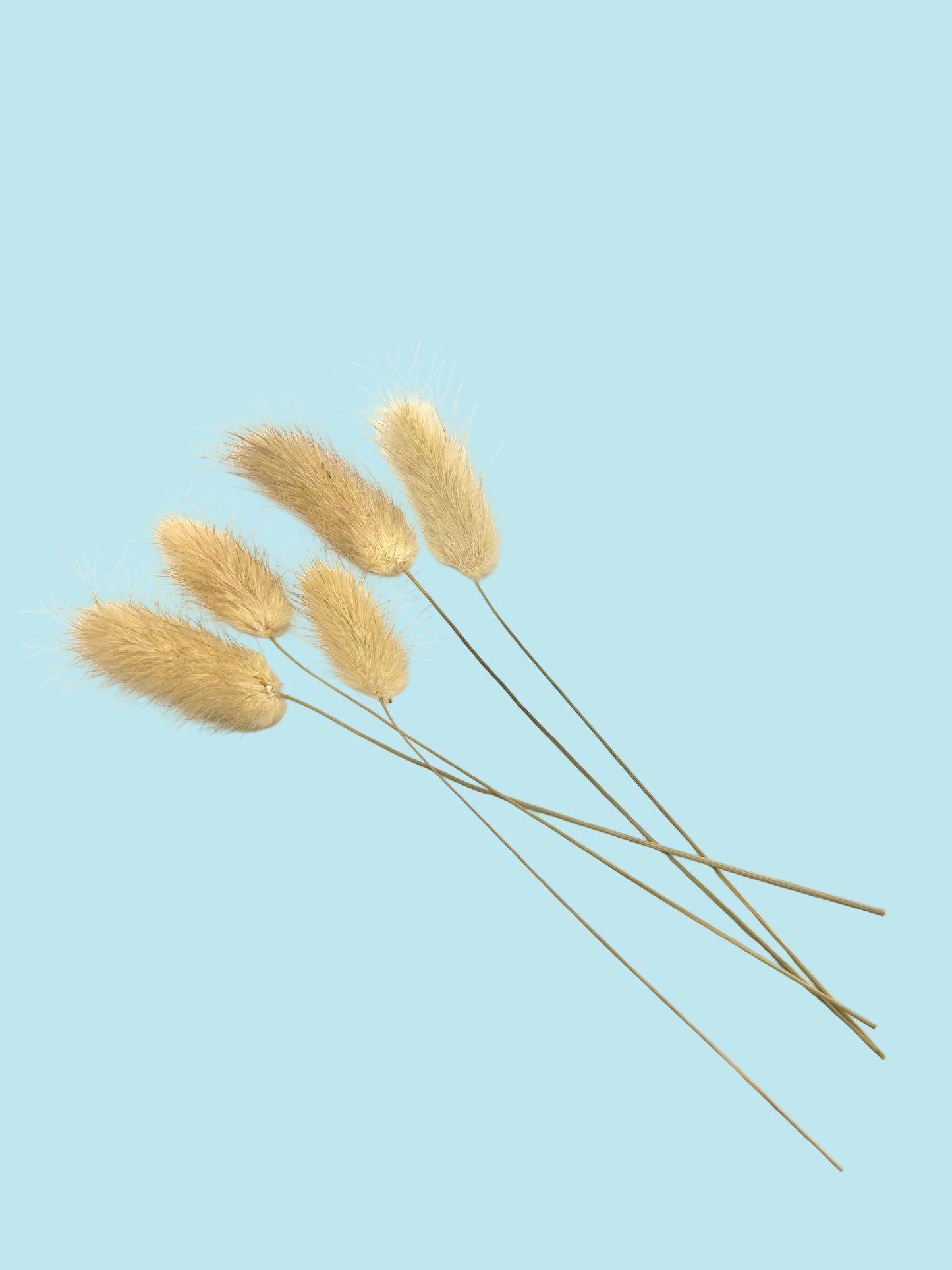 Bunny tails- Light Cream/Beige