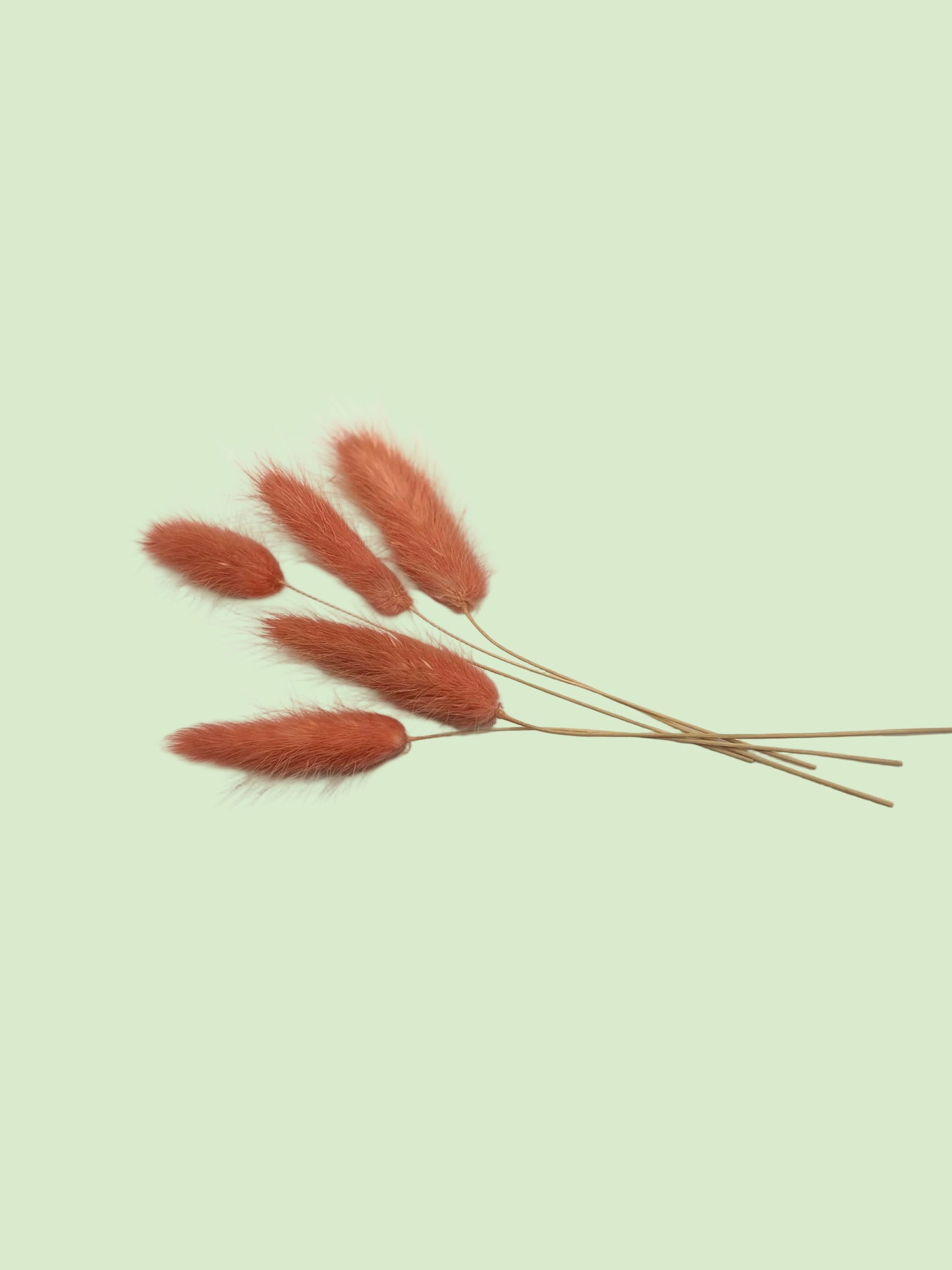 Bunny tails- Rust red