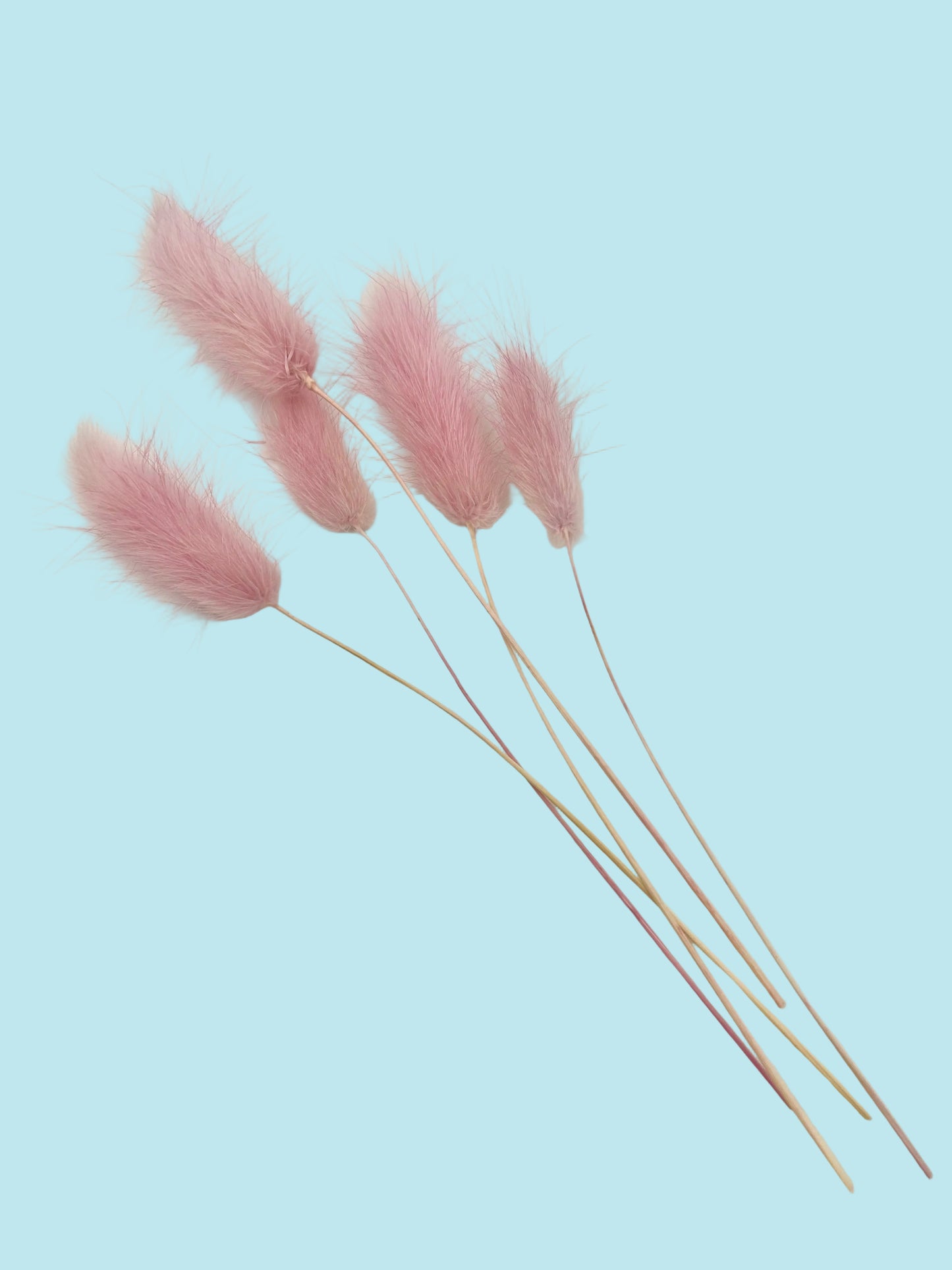 Bunny Tails- Dusty Pink