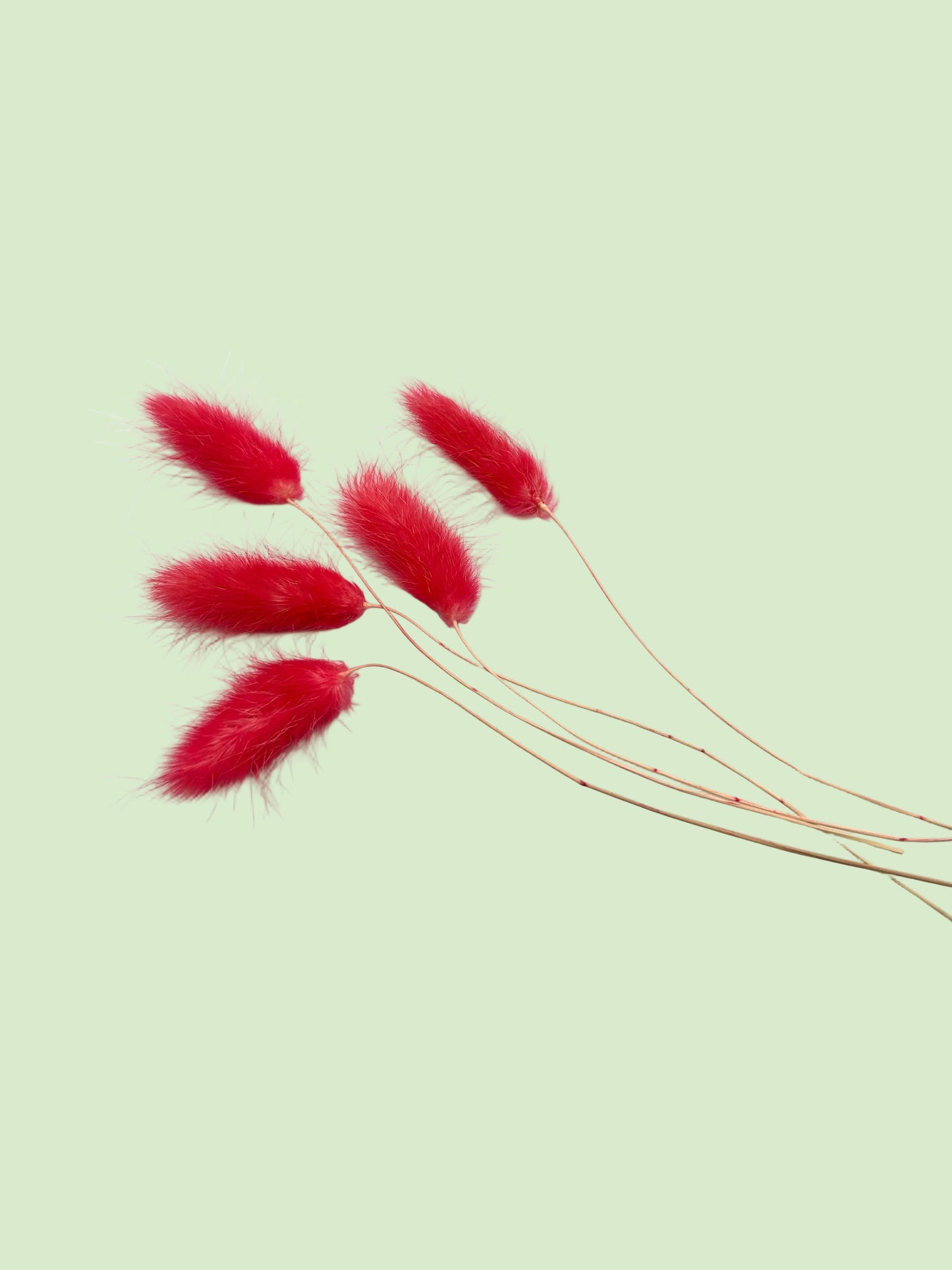 Bunny Tails- Fruit Punch