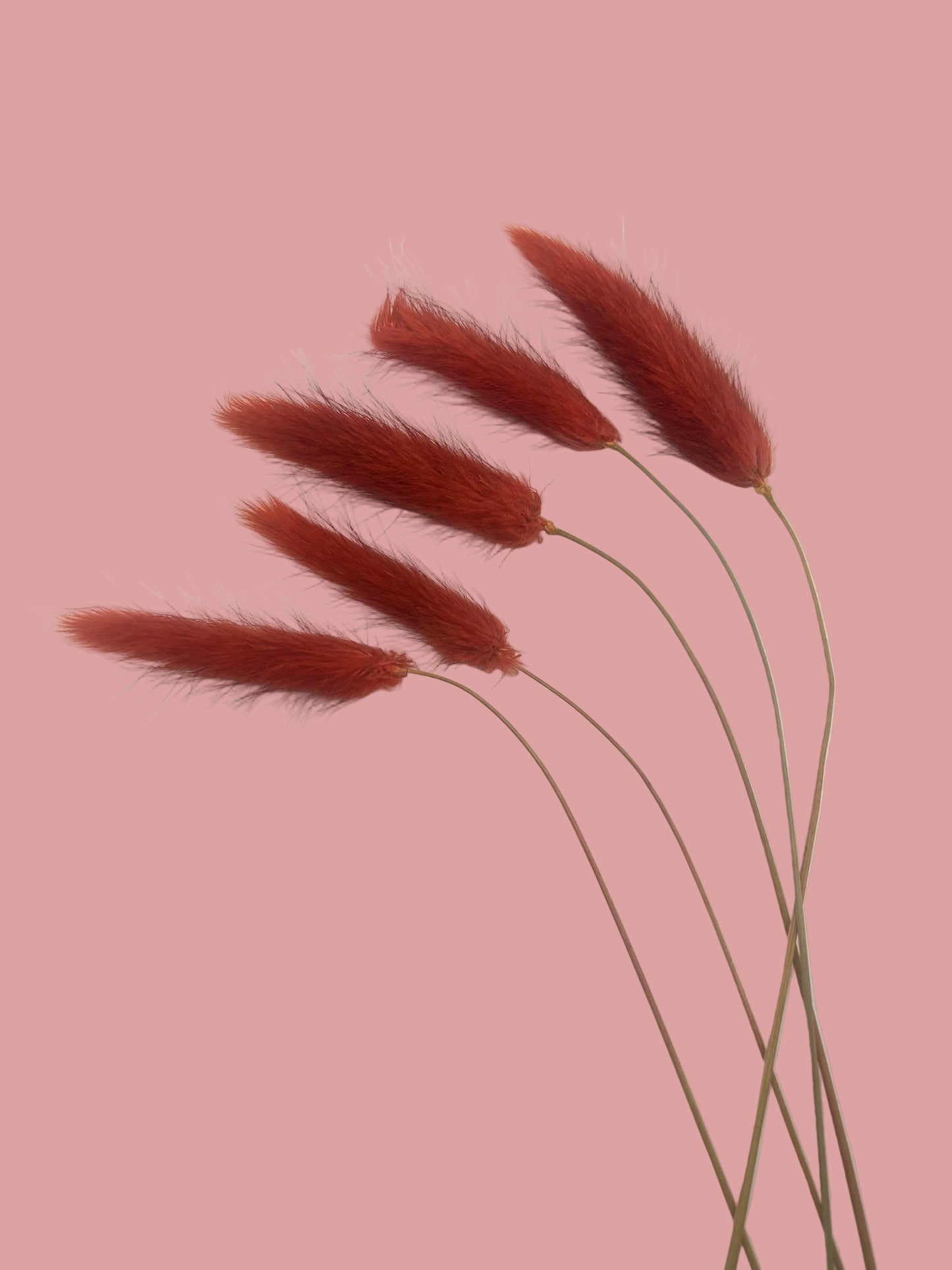 Bunny tails- Merlot