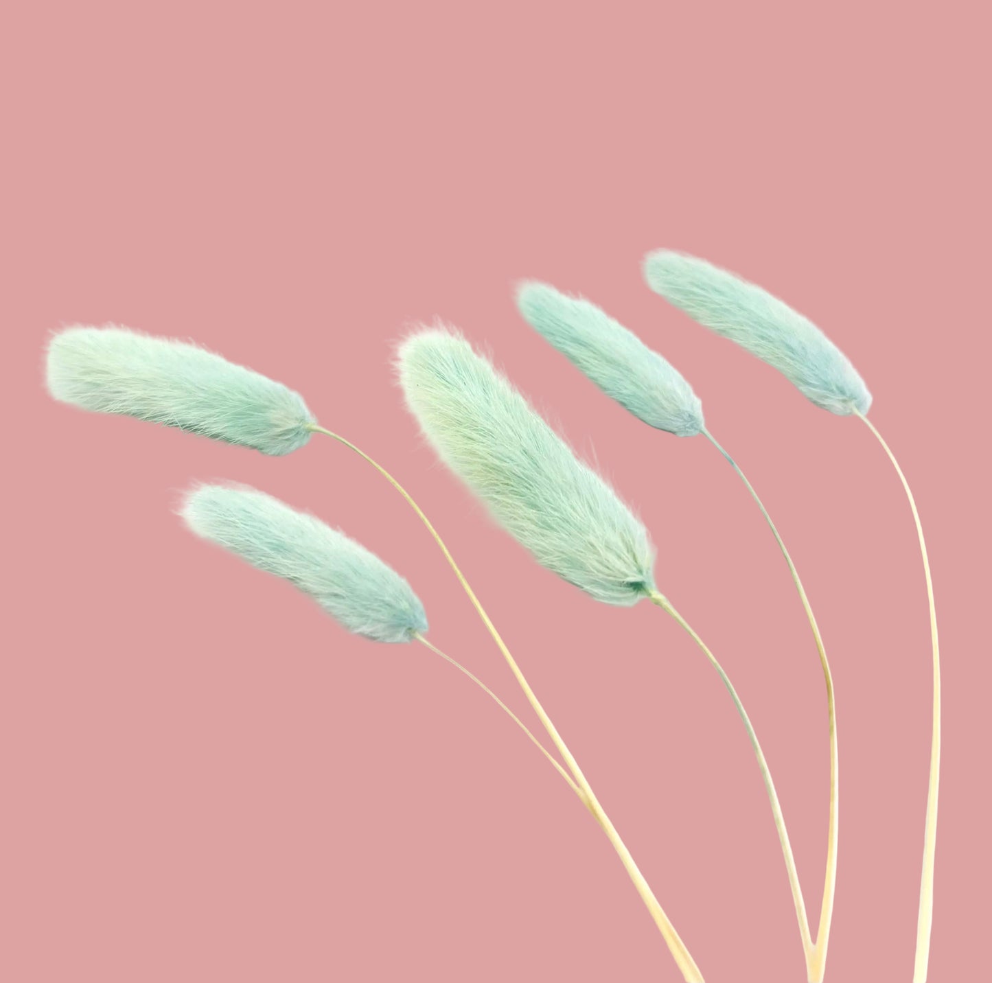 Bunny tails- Light Teal