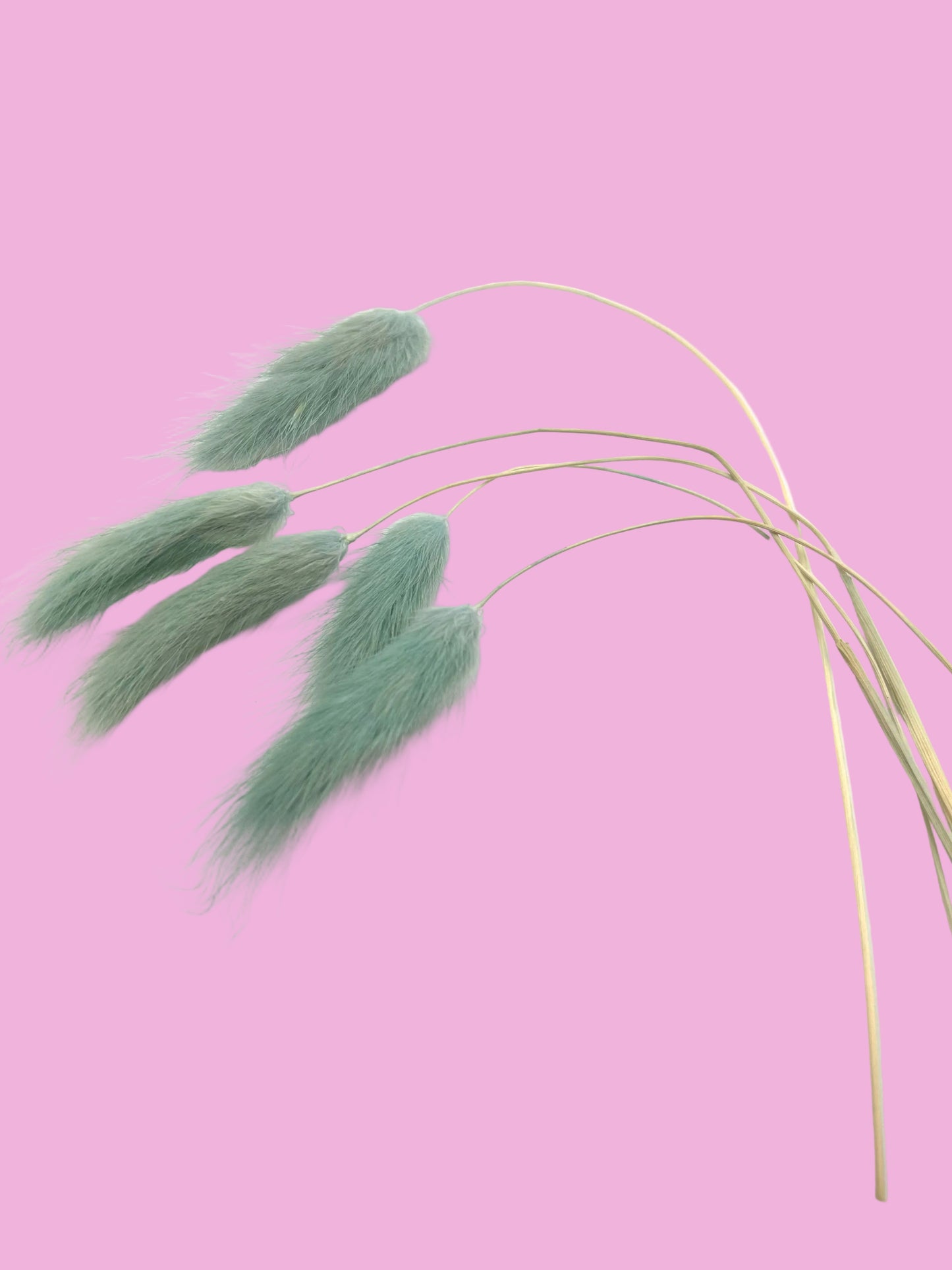 Bunny Tails- Seafoam Green/Teal