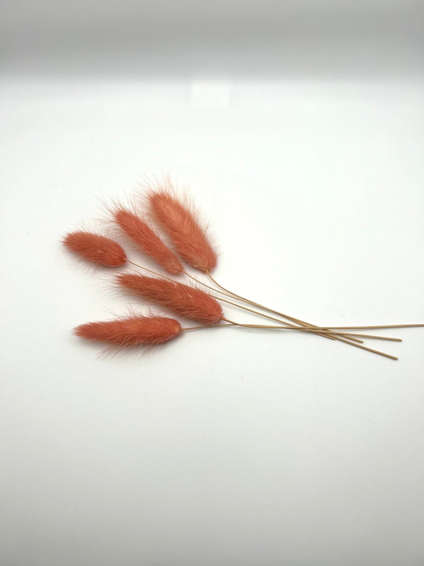 Bunny tails- Rust red