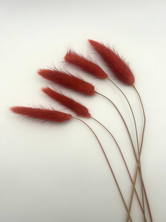 Bunny tails- Merlot